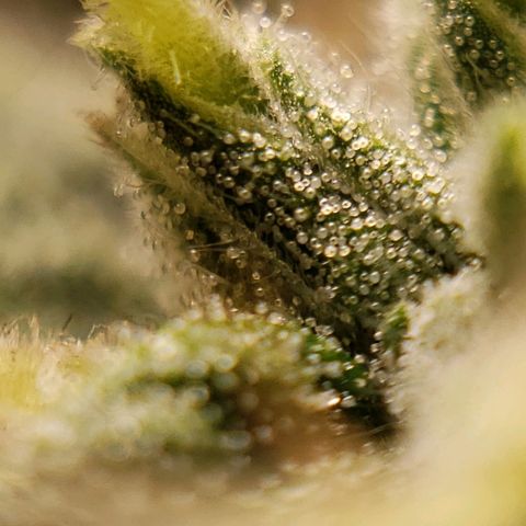 King Kush growlog timeline photo