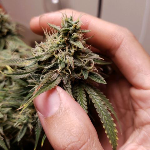 King Kush growlog timeline photo
