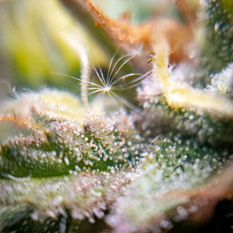 King Kush growlog timeline photo