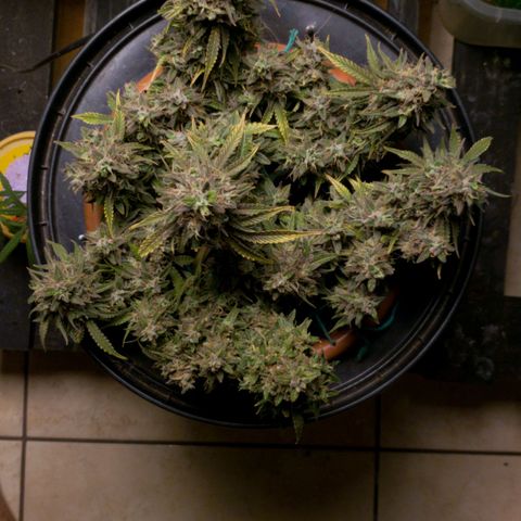 King Kush growlog timeline photo