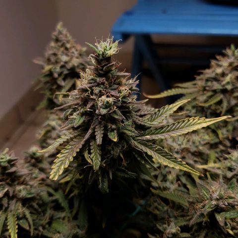 King Kush growlog timeline photo