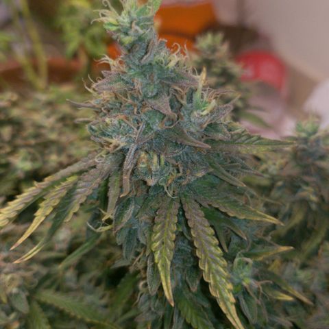 King Kush growlog timeline photo