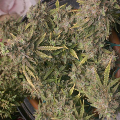 King Kush growlog timeline photo