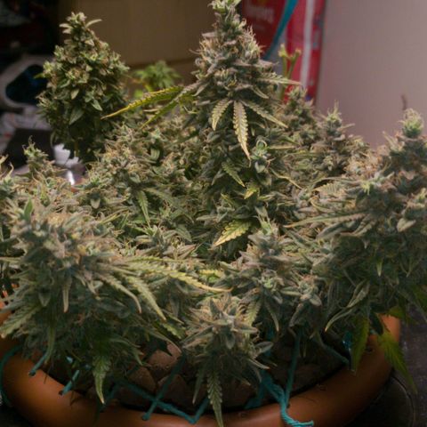 King Kush growlog timeline photo