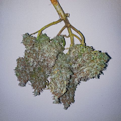 King Kush growlog timeline photo