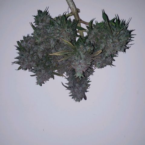 King Kush growlog timeline photo