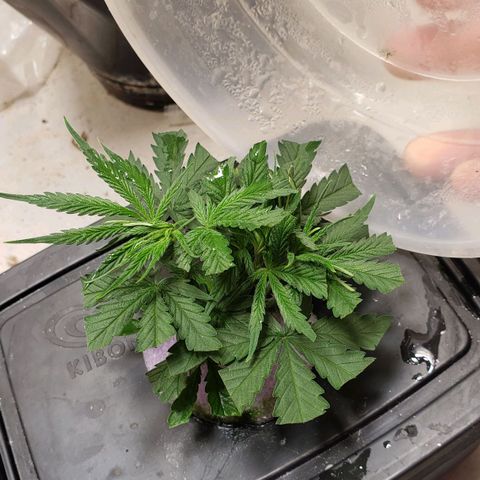 King Kush growlog photo: Clones 