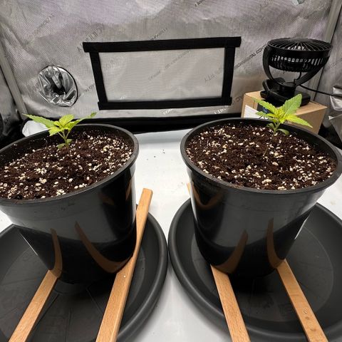 Master Kush growlog timeline photo