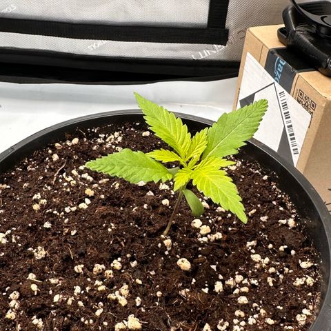 Master Kush growlog timeline photo