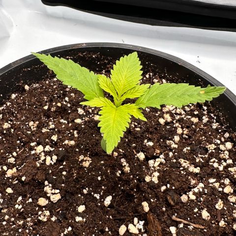 Master Kush growlog timeline photo