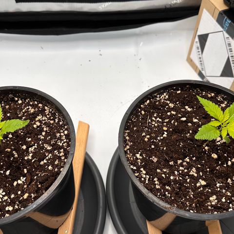 Master Kush growlog timeline photo