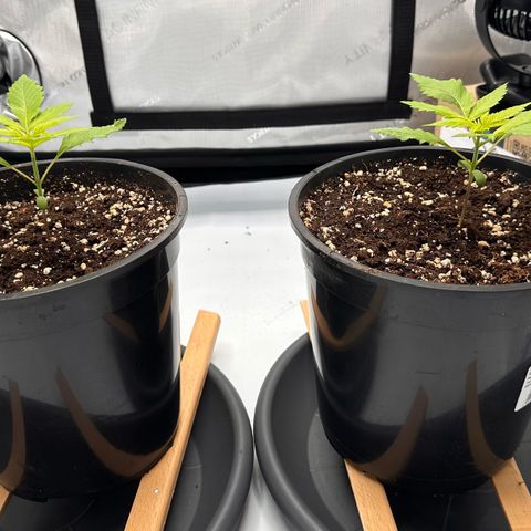 Master Kush growlog timeline photo