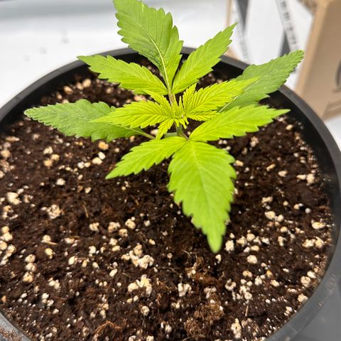 Master Kush growlog timeline photo