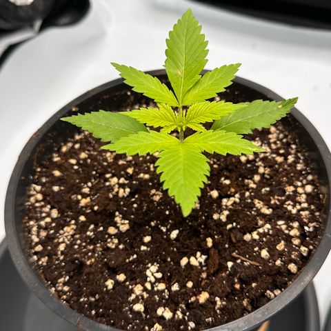 Master Kush growlog timeline photo