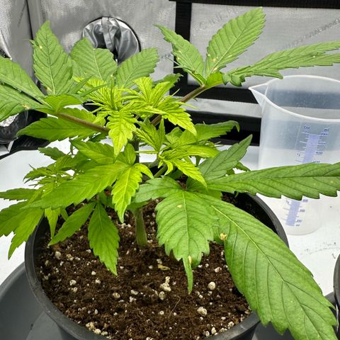 Master Kush growlog timeline photo