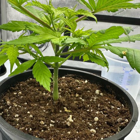 Master Kush growlog timeline photo