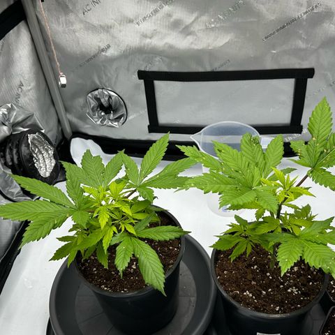 Master Kush growlog timeline photo