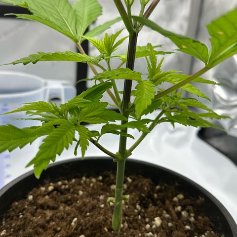 Master Kush growlog timeline photo