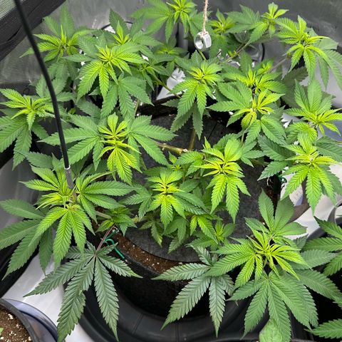 Master Kush growlog timeline photo