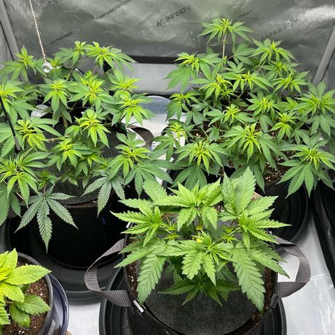 Master Kush growlog timeline photo