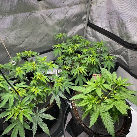 Master Kush growlog timeline photo