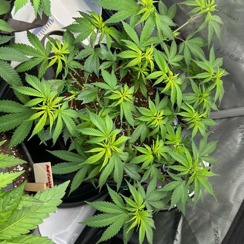 Master Kush growlog timeline photo
