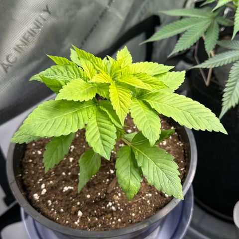 Master Kush growlog timeline photo