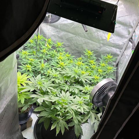 Master Kush growlog timeline photo