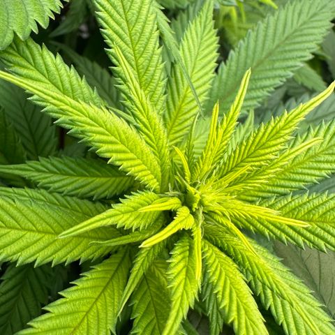 Master Kush growlog timeline photo