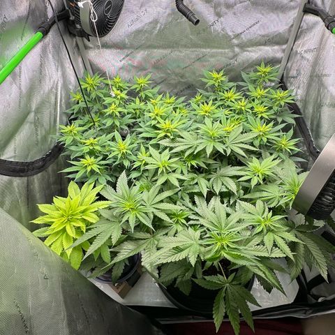 Master Kush growlog timeline photo