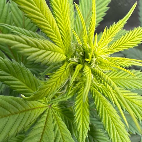 Master Kush growlog timeline photo