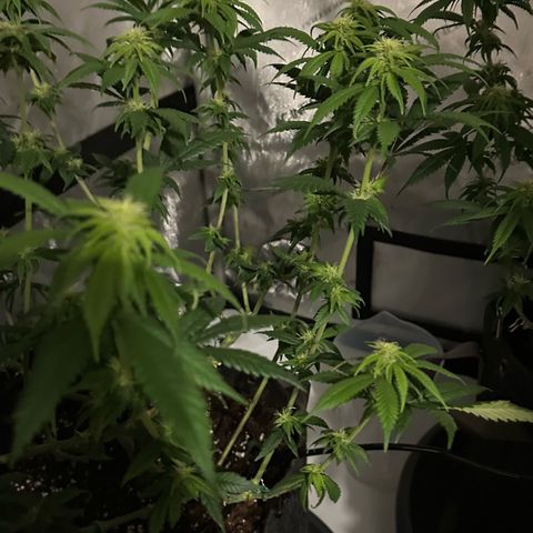 Master Kush growlog timeline photo