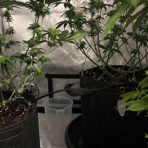 Master Kush growlog timeline photo