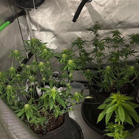 Master Kush growlog timeline photo