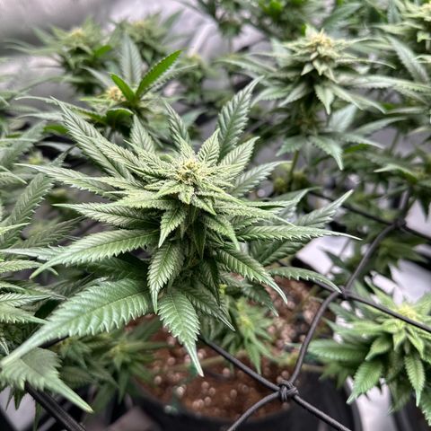 Master Kush growlog timeline photo