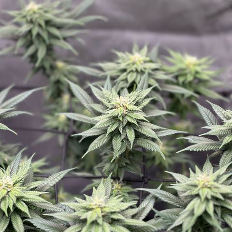 Master Kush growlog timeline photo