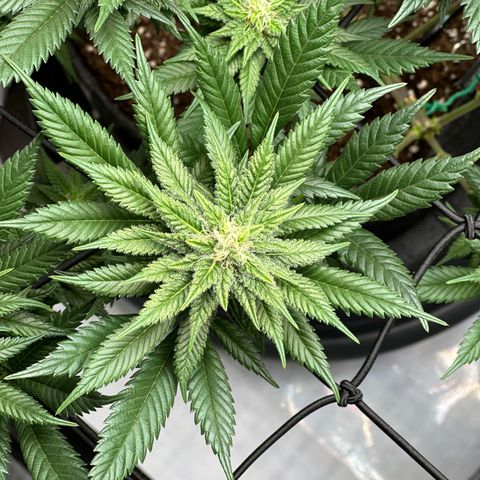 Master Kush growlog timeline photo