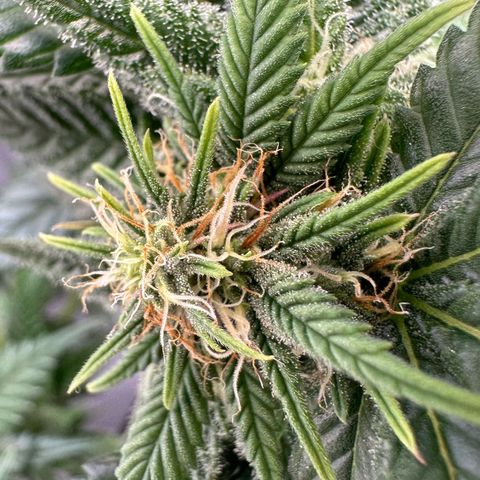 Master Kush growlog timeline photo