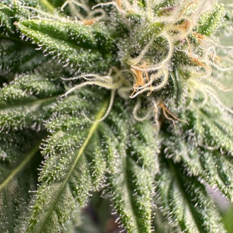 Master Kush growlog timeline photo
