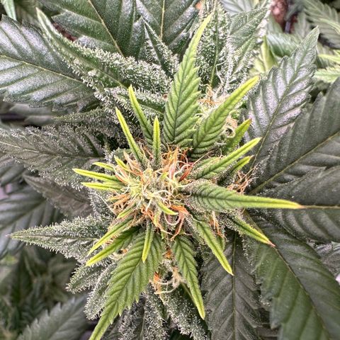 Master Kush growlog timeline photo