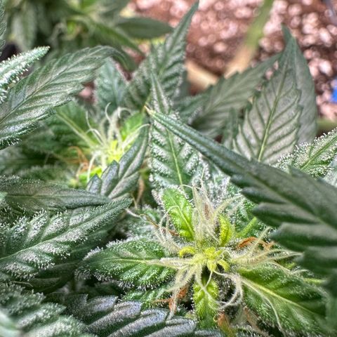 Master Kush growlog timeline photo