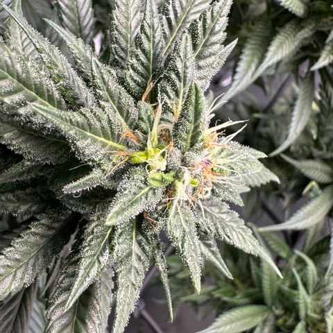 Master Kush growlog timeline photo