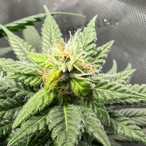 Master Kush growlog timeline photo