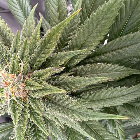 Master Kush growlog timeline photo