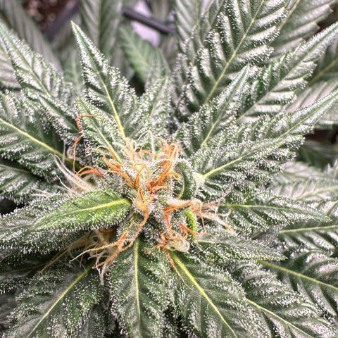 Master Kush growlog timeline photo