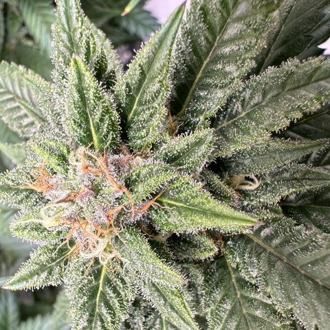 Master Kush growlog timeline photo