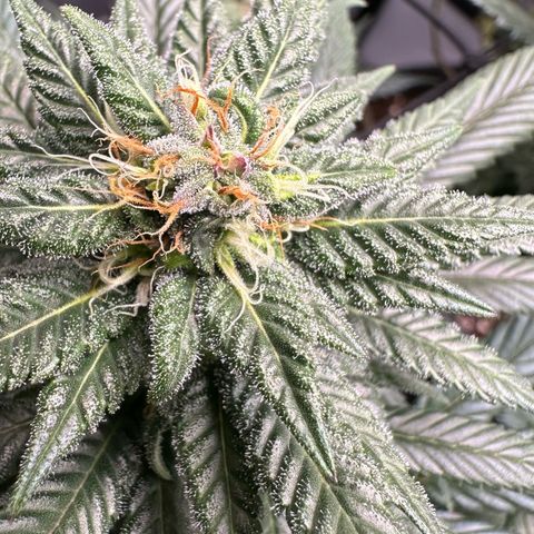 Master Kush growlog timeline photo