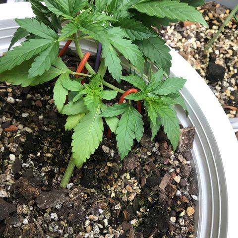 Unknown strain growlog timeline photo