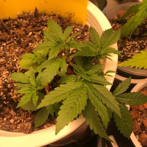 Unknown strain growlog photo: After full lst