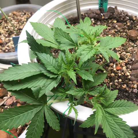 Unknown strain growlog timeline photo